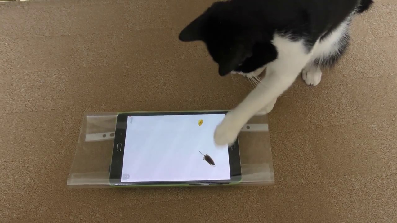 Cat Playing Mouse Game On Tablet 4K YouTube