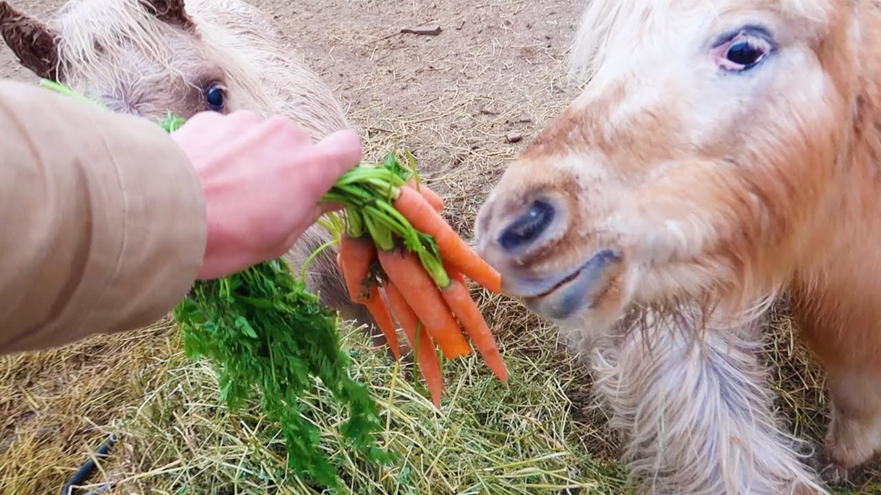 Feeding Miniature Horses Carrots By Hand! YouTube