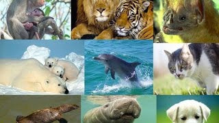 O Que So Animais Mamferos