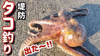 釣れます！【堤防】【タコ釣り】