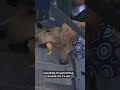 Dog in hat steals TV show eating hot dog at baseball game