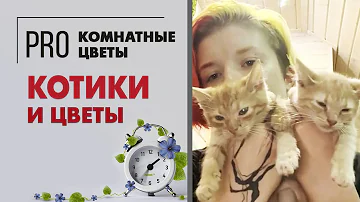 Котики и цветы. Ядовитые растения для животных. Какие растения опасны для котов.