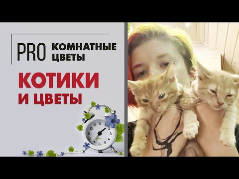 Котики и цветы.
