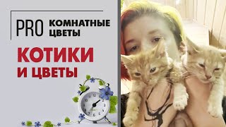 Котики и цветы. Ядовитые растения для животных. Какие растения опасны для котов.