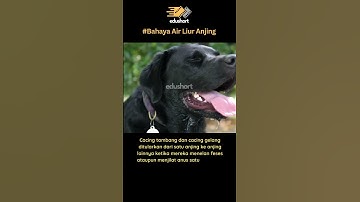 Bahaya Air Liur Anjing Fakta Penting yang Perlu Diketahui #ilmupengetahuan #mitosataufakta