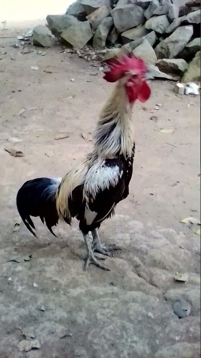 Ayam Pelung Jalak Mantab