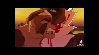 Warrior cats TikTok’s