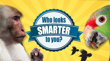 Bird Brain: Smarter Than You Think