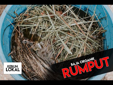 Video: Baja Rumput Dalam Tong: Bagaimana Menyediakan Baja Rumpai Dengan Air Dan Ragi? Bagaimana Membuat Baja Baja Hijau? Rumput Apa Yang Hendak Ditanam?