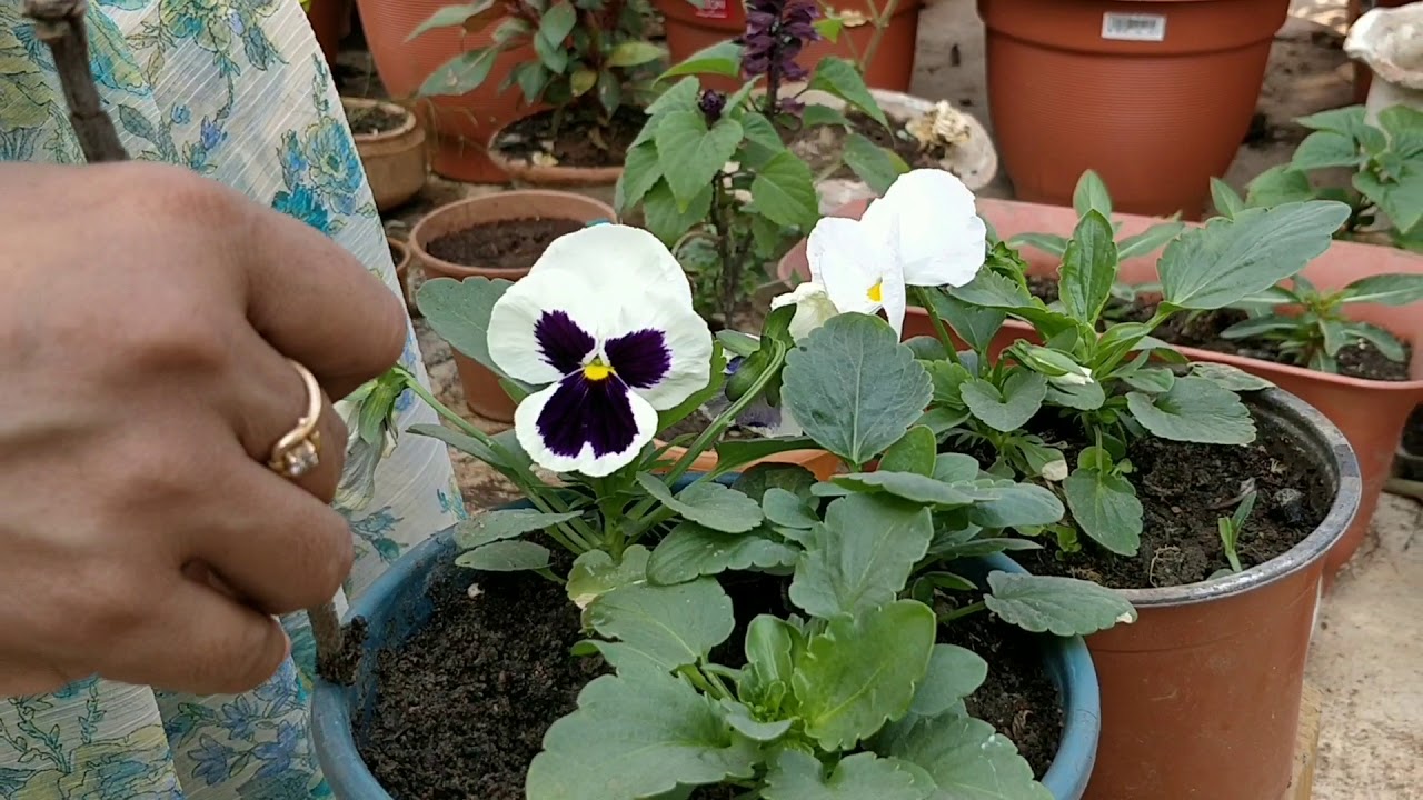 88.How to grow Pansy YouTube