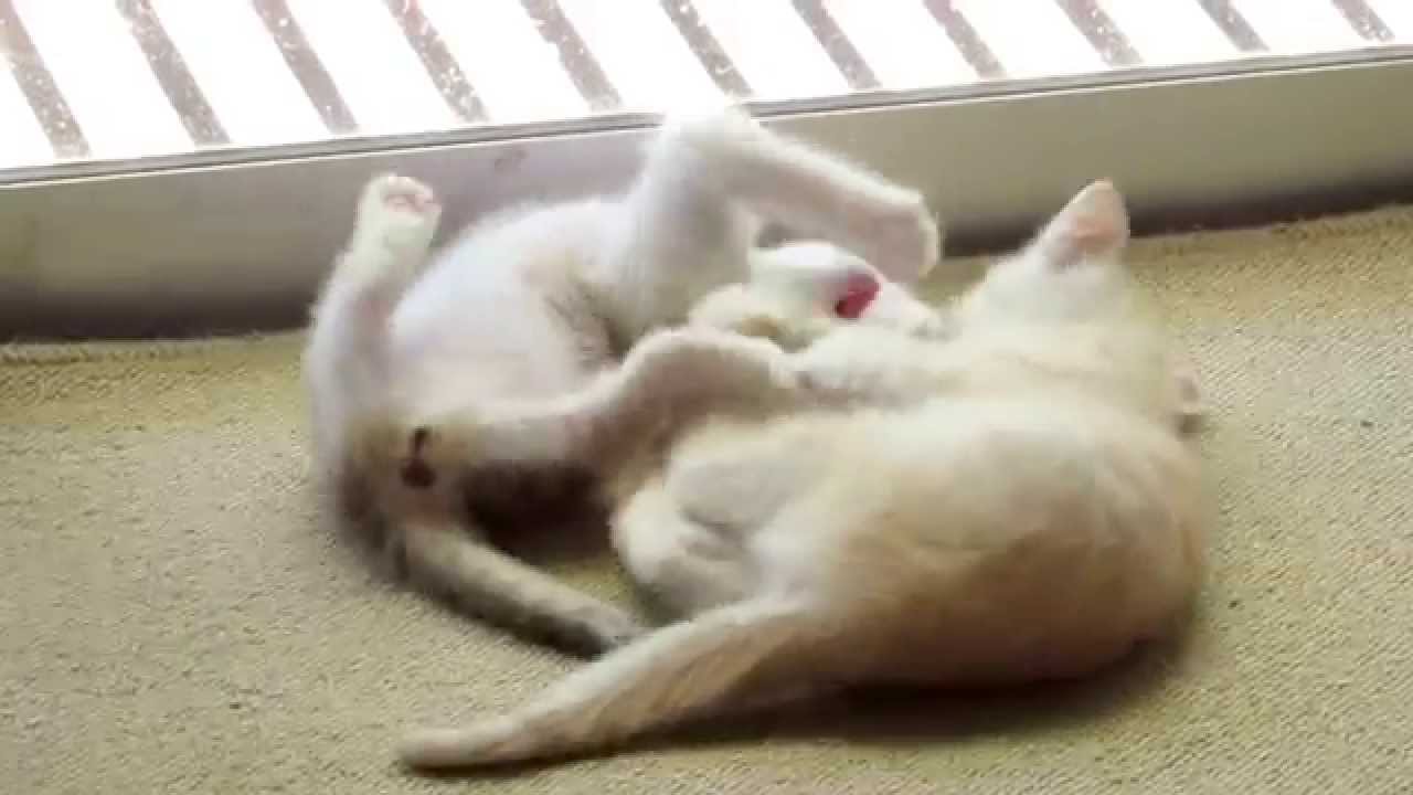 子猫のじゃれ合い ケンカ遊び その 猫動画 Youtube