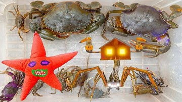 Kem Ốc Chanel giải cứu con cua, ốc mượn hồn, mèo Hello Kitty, con bò, sư tử bị quái vật nhốt vào nhà