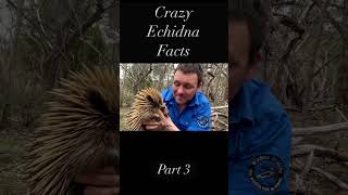 10 Things You Didn’t Know About Echidnas - Part 3 #animals #echidna #wildlife