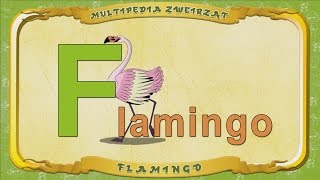 Multipedia Zwierząt. Litera F - Flamingo