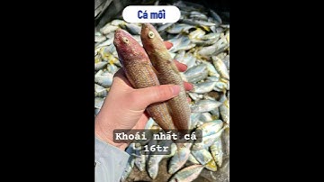 3 tháng tìm hiểu các loại cá ở Khánh Hoà - phần 1😅 #ttfamily #tt #giadinh