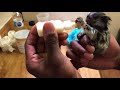 How To Bottle Feed Formula To A Baby Marmoset Monkey