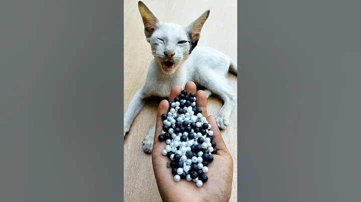 Satisfying Cat ASMR 😻 Reverse Fun#shorts #kitten #cat #asmrvideos #satisfyingvideo