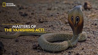 Masters of the Vanishing Act! | Snakes SOS: Goa’s Wildest | Full Episode | S4-E3 | #NatGeoIndia