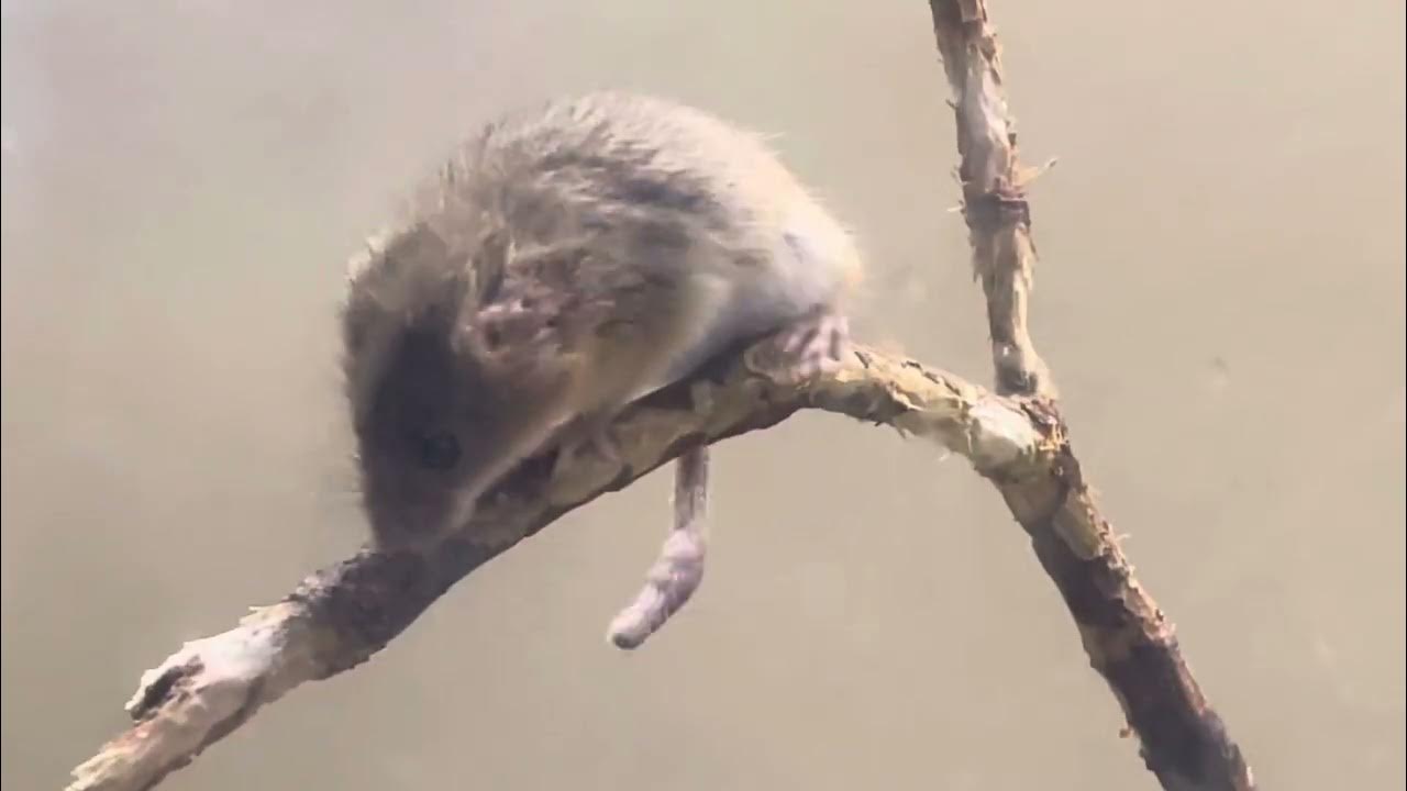 Trembling with fear The tiniest mouse in the world Eurasian harvest