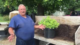 Rooting Cuttings.  Rooting them, pulling them, and Fertilizing them.