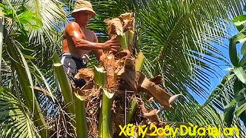 Vua Khỉ Miền Tây leo Cưa 2cây Dừa tại Ấp 4 xã An Hữu Cái Bè Tiền Giang