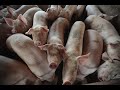 Smithfield foods to close dozens of missouri hog farms