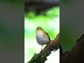 BURUNG KECIL TEMBAKAN RAPAT TAJAM! #birds #birdsounds #burung #burcil #shorts #short