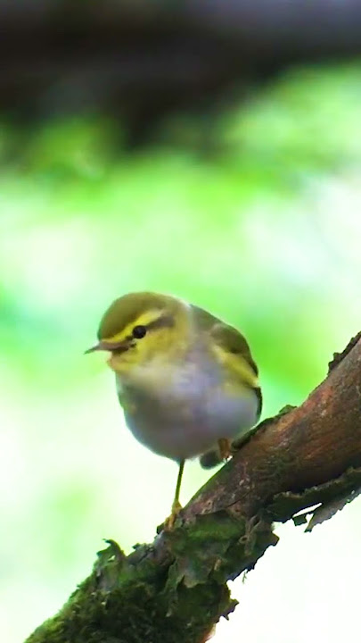 BURUNG KECIL TEMBAKAN RAPAT TAJAM! #birds #birdsounds #burung #burcil #shorts #short