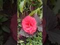 #beautiful #flower #garden