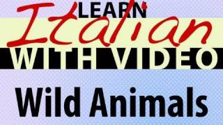 ⁣Learn Italian with Video - Wild Animals