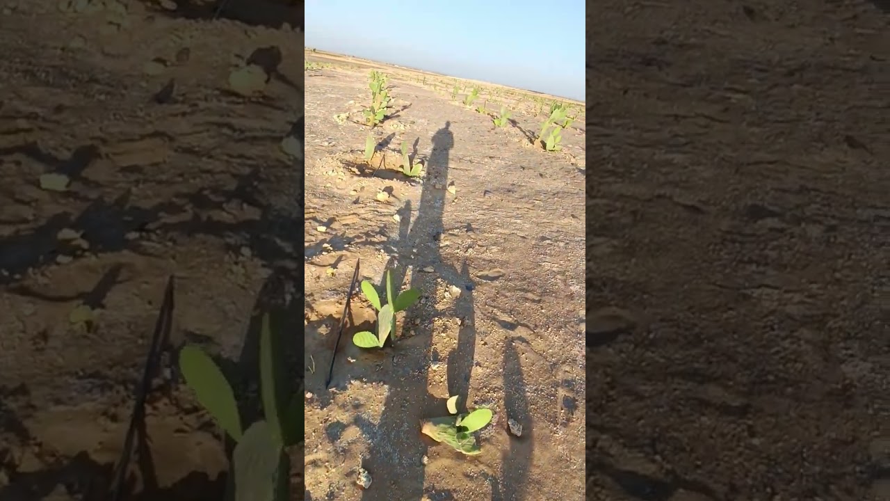 فرصه ٩فدان وربع للبيع علي بئر اعماق خلف قريه ابو هريره ب٤ك للتواصل ٠١١١٤٦٣٧٥٠١