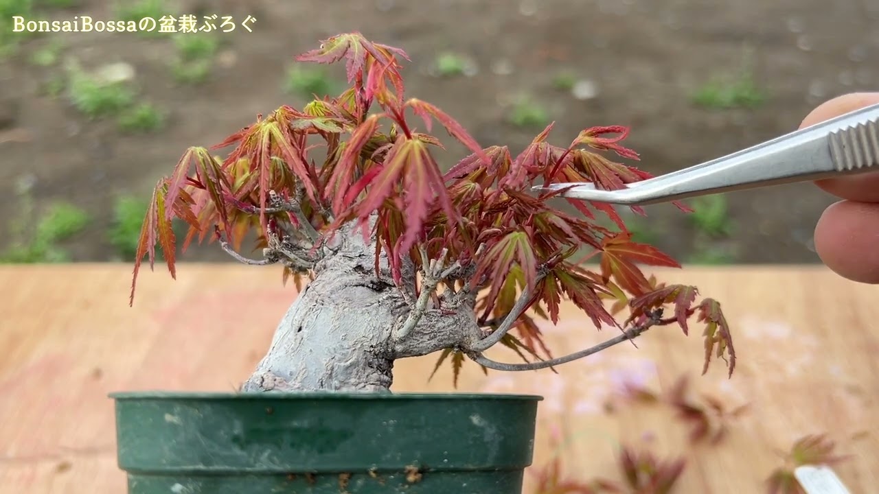 盆栽置きに良いか
もガラス付高級座卓　 盆栽をどこに置く?専門家が教えるしっかり育てるための自宅環境