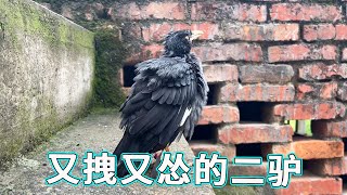 八哥换毛一个比一个丑，二驴平时是大爷，害怕被打马上认怂喊救命！😂