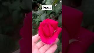 Розы в парке А.Ахматовой. г.Севастополь