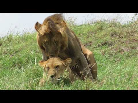 Cópula leones Serengeti-31.03.17. Alejandro G. Herrera