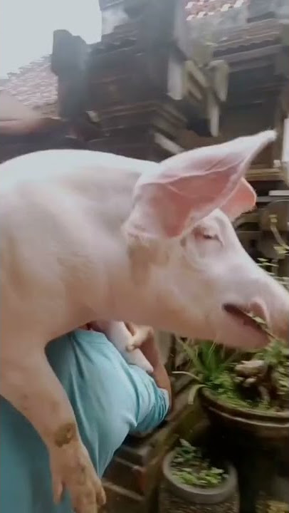 Babi guling vengkung kuliner babi guling khas Bali. Repost : babigulingvengkung