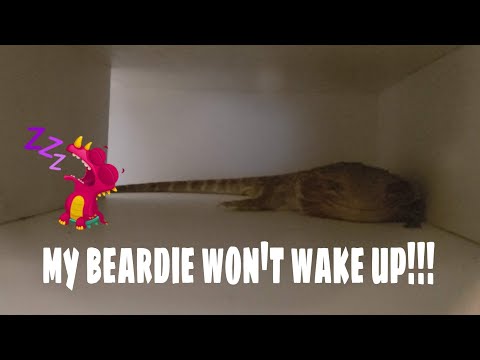 Bearded Dragon Care