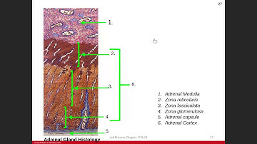Day 2: Endocrine Chapter 17 Lab 1/13/21 Part 2