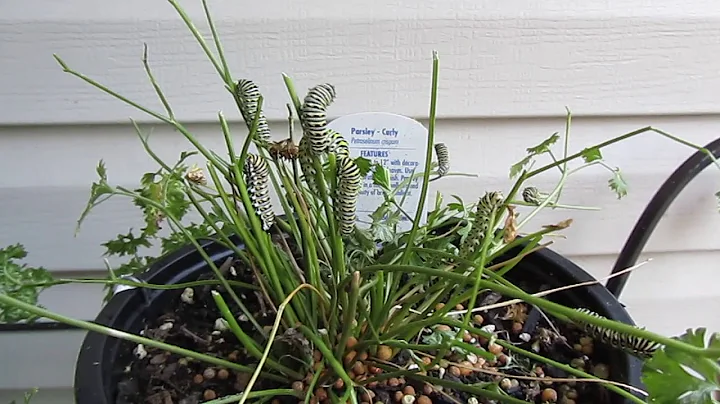 Black Swallowtail Caterpillars on Parsley