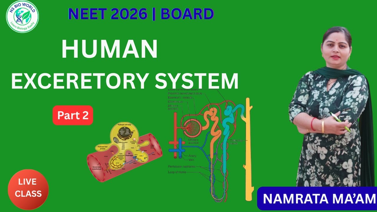 Human Excretory System | Part 2 | Nephron, Types & Renal Blood Supply  by Namrata Ma`am 
