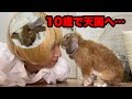 【閲覧注意】10歳で癌になったうさぎみーたんが天国へ旅立つ瞬間