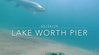 Lake Worth Pier Underwater Camera, Tarpon and Snook take over!