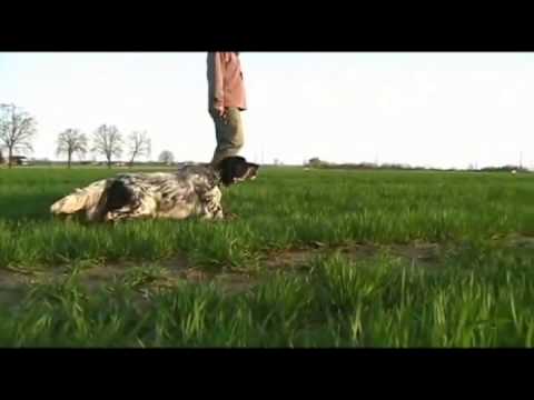 english setter ეეე აია იიი!!!