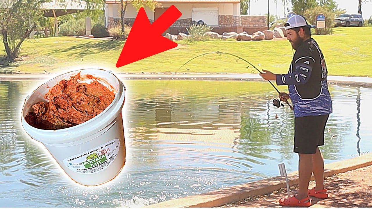 Arizona Urban Pond Catfishing with Stryker Punch Bait 