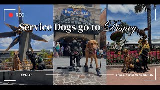 Disney with Two Service Dogs