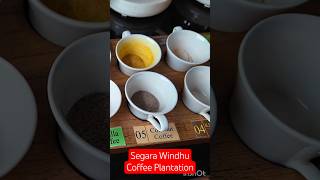 Indonesia | Segara Windhu Coffee Plantation 2025 Visit Bali