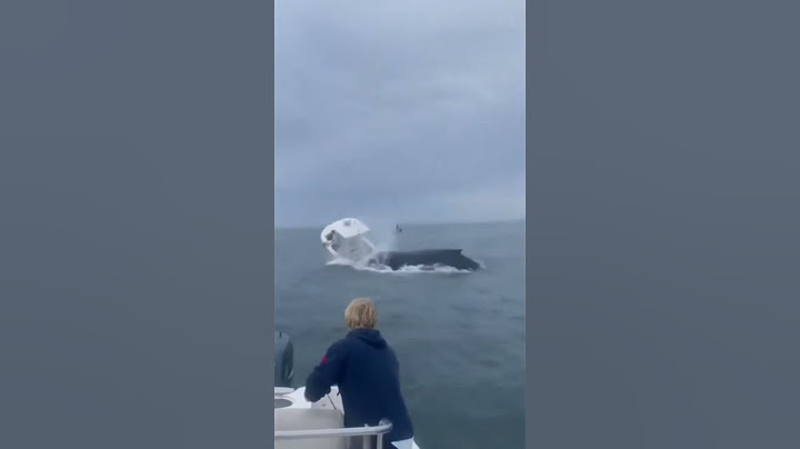 Whale capsizes boat in Portsmouth Harbor off New Hampshire Coast