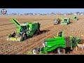 Potato harvest  3x avr puma  4 row bunker harvesters  tough conditions  breure contracting