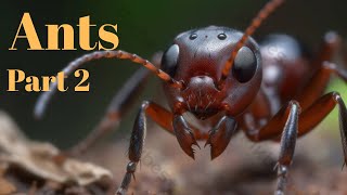 “The Hidden Underground Empire of Ants 🐜 | Part 2”