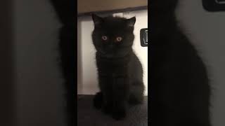 Cuccioli British Maschi Femmine In Vendita